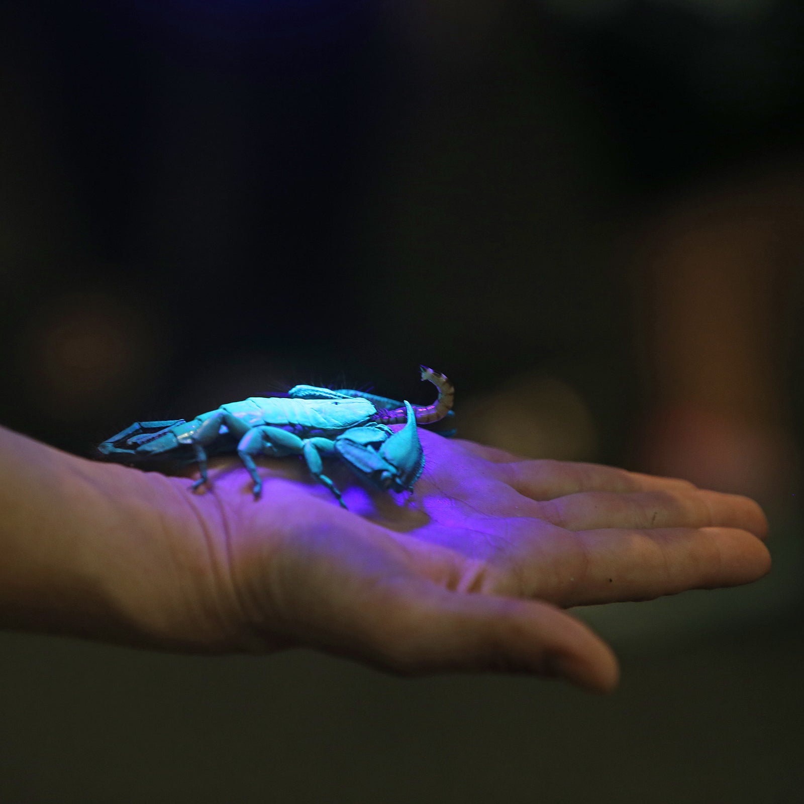 LitezAll Task Light with UV Flashlight - LitezAll - Pen Lights - 4