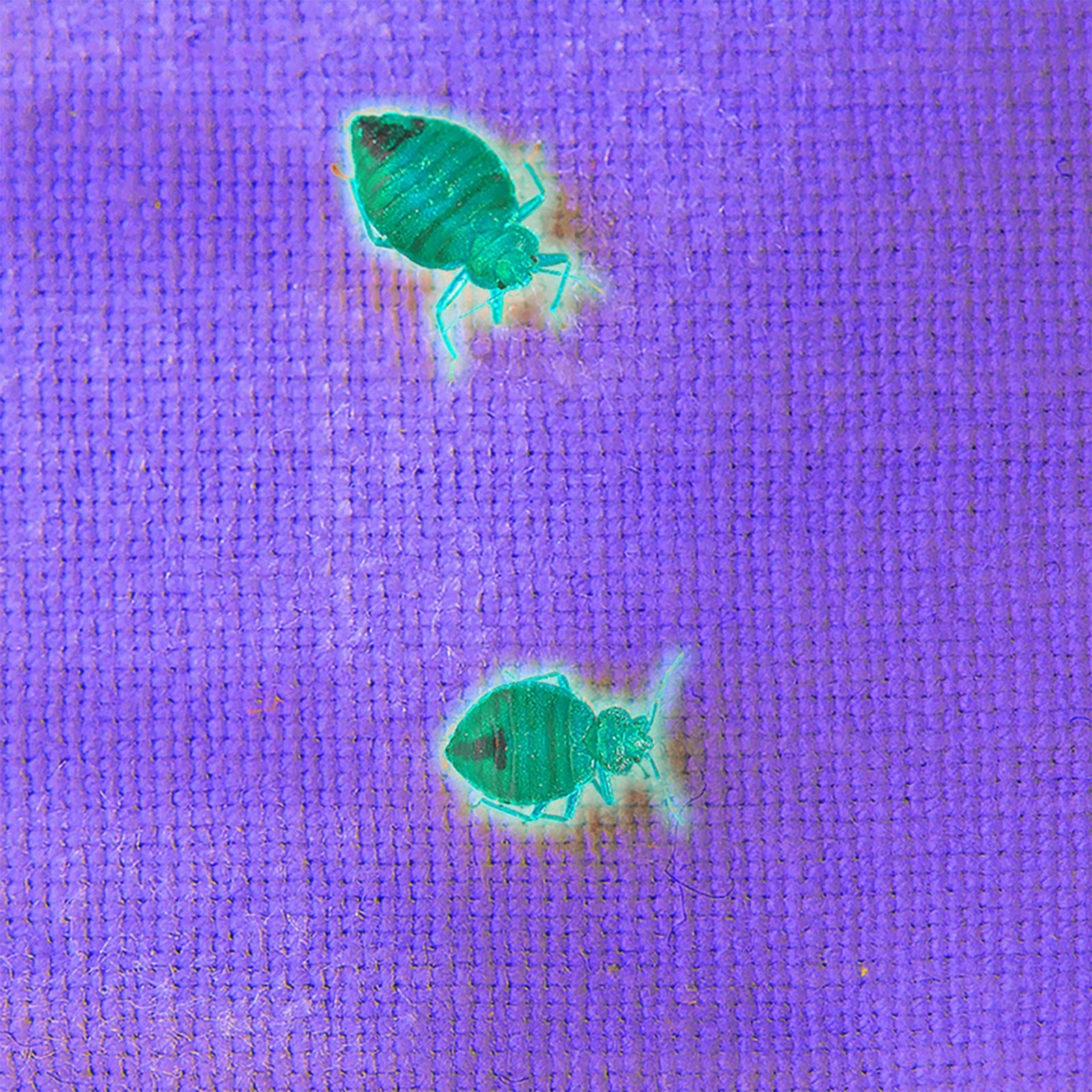 LitezAll Task Light with UV Flashlight - LitezAll - Pen Lights - 5